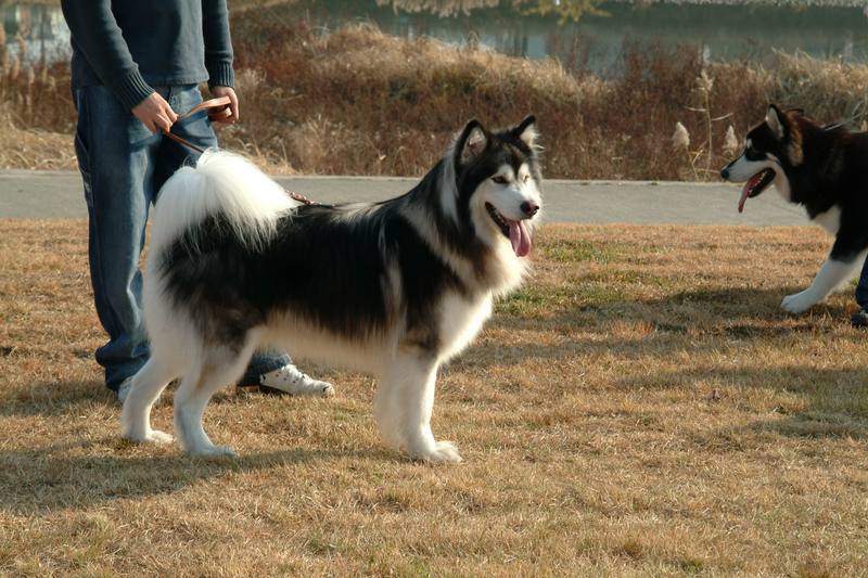 Alaskan Malamute; DISPLAY FULL IMAGE.