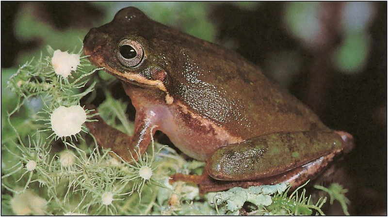 [xLR8 Frogs 2004 Box Calendar] 081 Squirrel treefrog - Hyla squirella; DISPLAY FULL IMAGE.