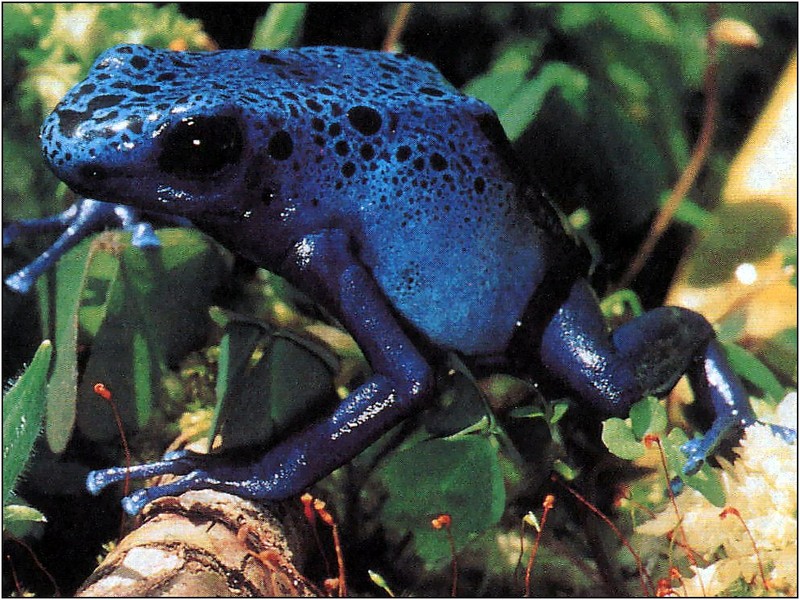 [xLR8 Frogs 2004 Box Calendar] 091 Azure poison frog - Dendrobates azureus; DISPLAY FULL IMAGE.