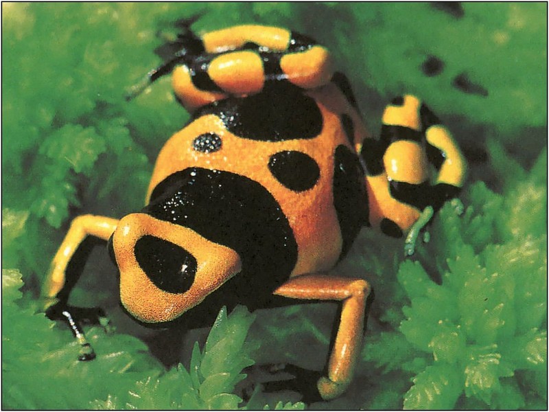 [xLR8 Frogs 2004 Box Calendar] 103 Bumble-bee poison frog - Dendrobates leucomelas; DISPLAY FULL IMAGE.