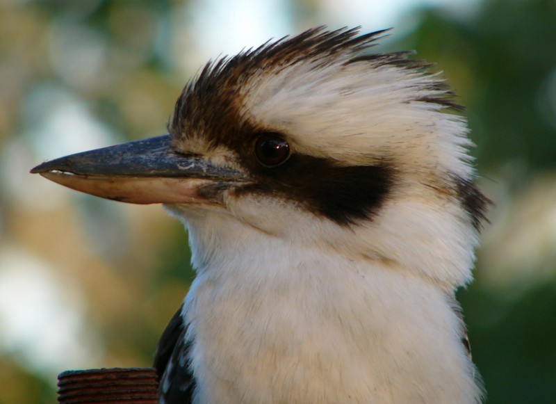 kookaburra 4 of 5; DISPLAY FULL IMAGE.
