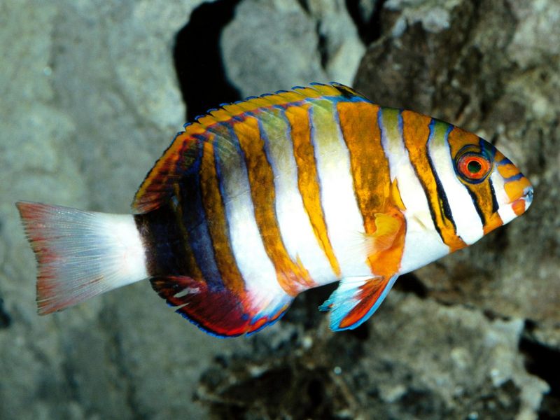 [Gallery CD01] Harlequin Turkfish, Western Pacific; DISPLAY FULL IMAGE.