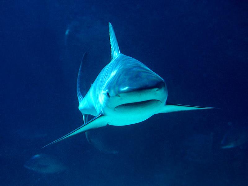 [Gallery CD01] Shark, Head To Head; DISPLAY FULL IMAGE.