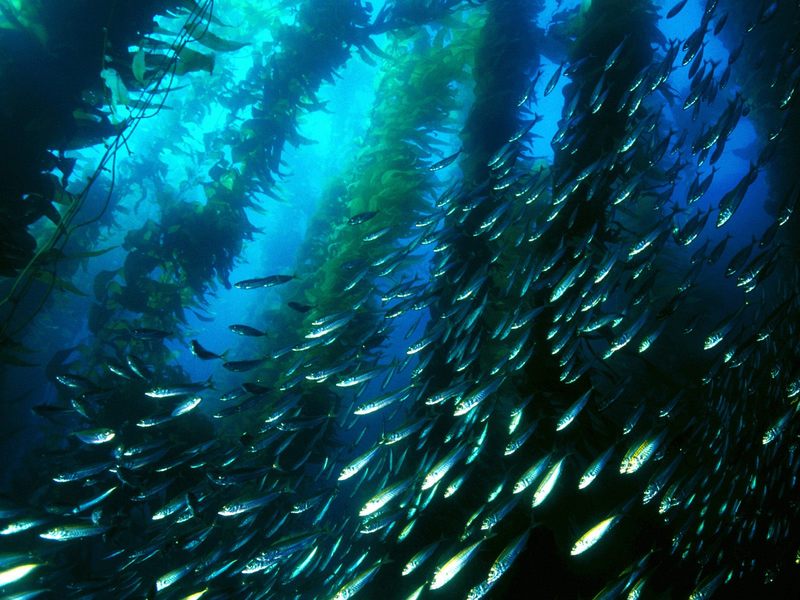 [Gallery CD01] Jack Mackerel, Kelp Forest, San Clemente Island, California; DISPLAY FULL IMAGE.