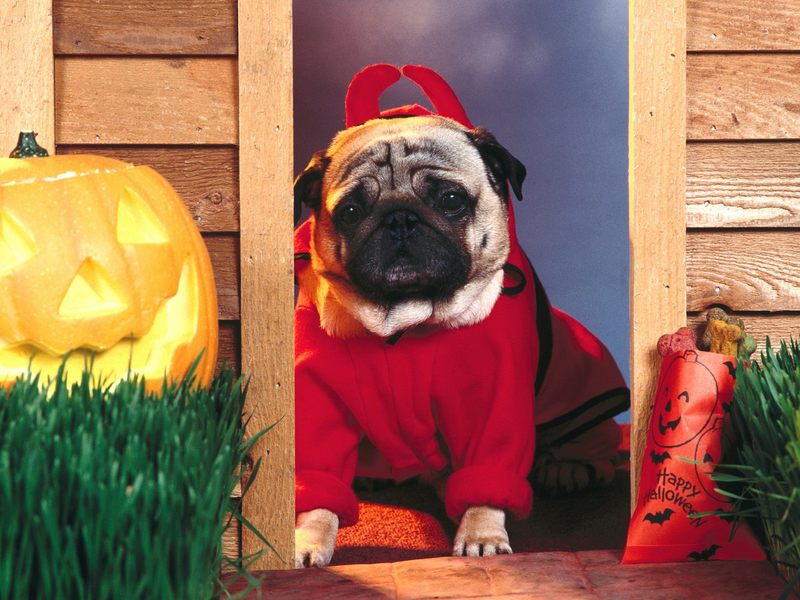 [Gallery CD01] Pug, Little Devil; DISPLAY FULL IMAGE.