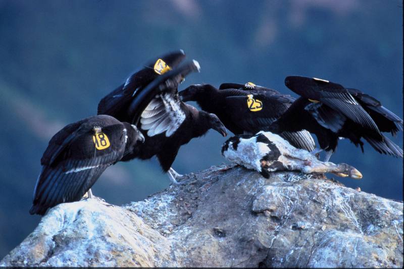 California condor juveniles (Gymnogyps californianus) {!--캘리포니아콘도르-->; DISPLAY FULL IMAGE.