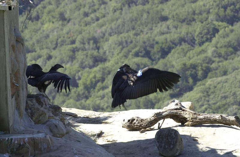 California condor juveniles (Gymnogyps californianus) {!--캘리포니아콘도르-->; DISPLAY FULL IMAGE.