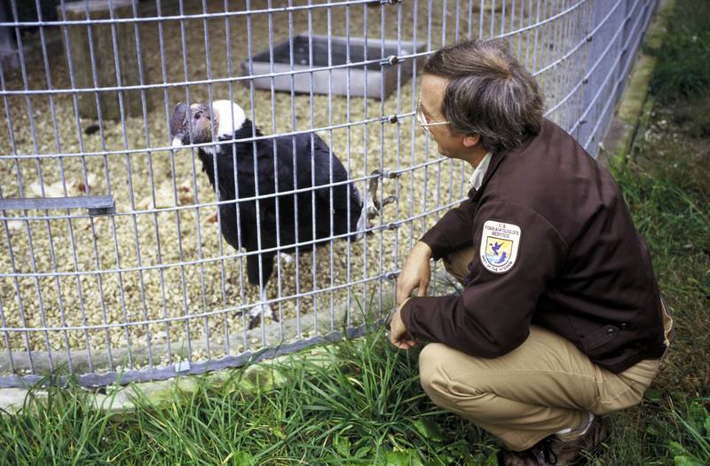 California condor (Gymnogyps californianus) {!--캘리포니아콘도르-->; DISPLAY FULL IMAGE.