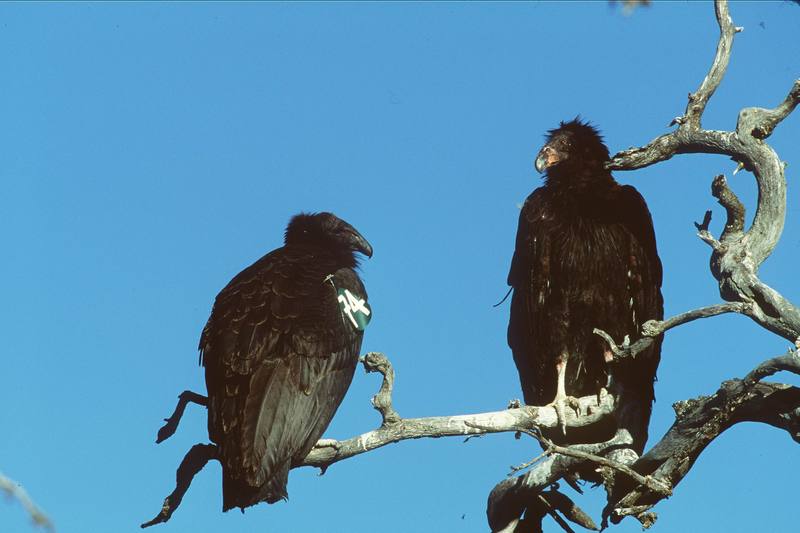 California condor juveniles (Gymnogyps californianus) {!--캘리포니아콘도르-->; DISPLAY FULL IMAGE.