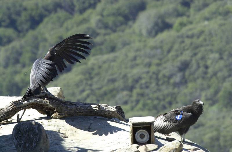 California condor juveniles (Gymnogyps californianus) {!--캘리포니아콘도르-->; DISPLAY FULL IMAGE.