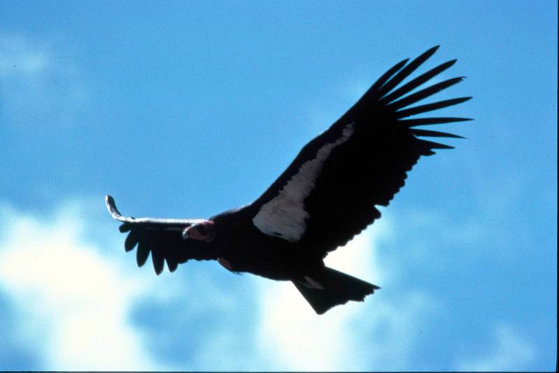 California condor (Gymnogyps californianus) {!--캘리포니아콘도르-->; DISPLAY FULL IMAGE.