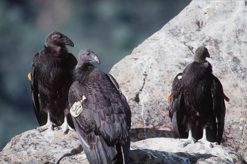 California condors (Gymnogyps californianus) {!--캘리포니아콘도르-->; DISPLAY FULL IMAGE.