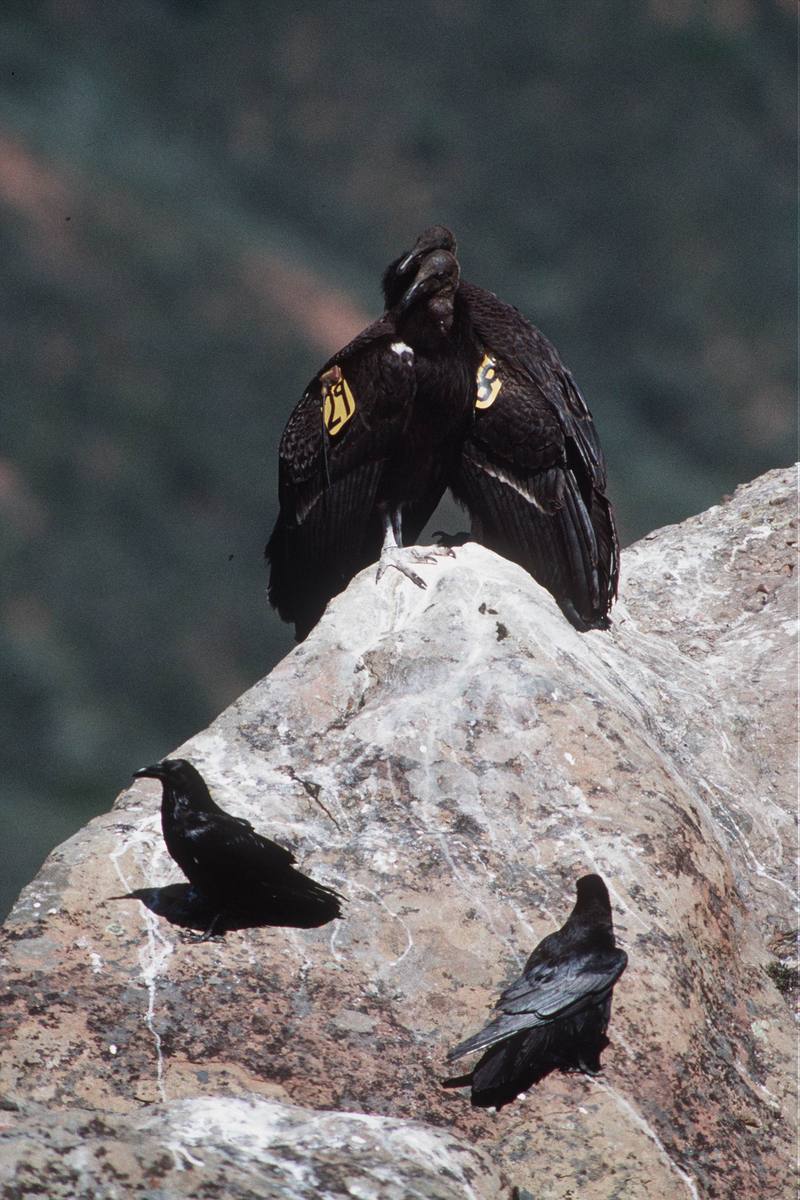 Ravens & California condors (Gymnogyps californianus) {!--캘리포니아콘도르-->; DISPLAY FULL IMAGE.