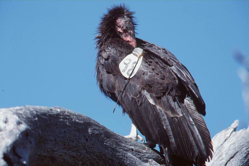 California condor (Gymnogyps californianus) {!--캘리포니아콘도르-->; DISPLAY FULL IMAGE.