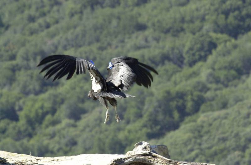 California condor (Gymnogyps californianus) {!--캘리포니아콘도르-->; DISPLAY FULL IMAGE.