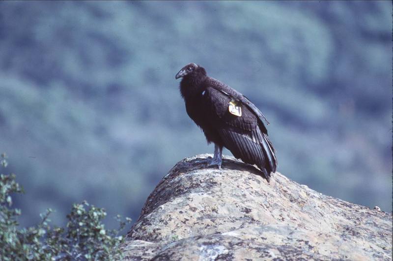 California condor (Gymnogyps californianus) {!--캘리포니아콘도르-->; DISPLAY FULL IMAGE.