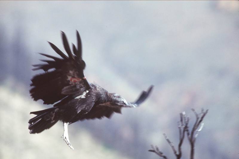 California condor in flight (Gymnogyps californianus) {!--캘리포니아콘도르-->; DISPLAY FULL IMAGE.