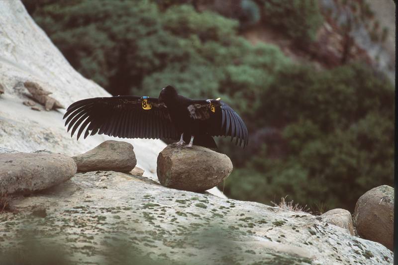 California condor (Gymnogyps californianus) {!--캘리포니아콘도르-->; DISPLAY FULL IMAGE.