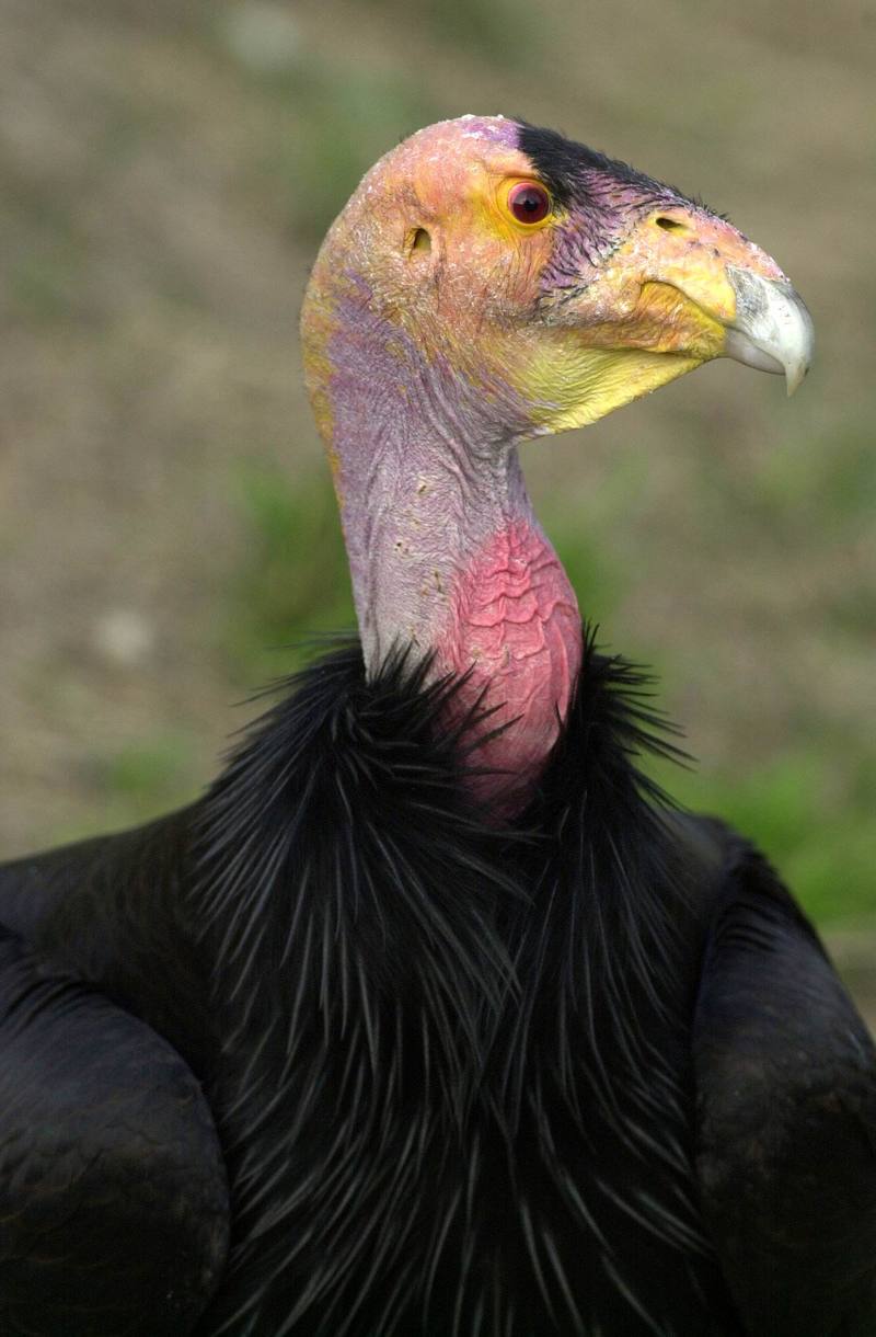 California condor (Gymnogyps californianus) {!--캘리포니아콘도르-->; DISPLAY FULL IMAGE.