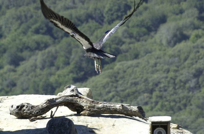 California condor (Gymnogyps californianus) {!--캘리포니아콘도르-->; DISPLAY FULL IMAGE.