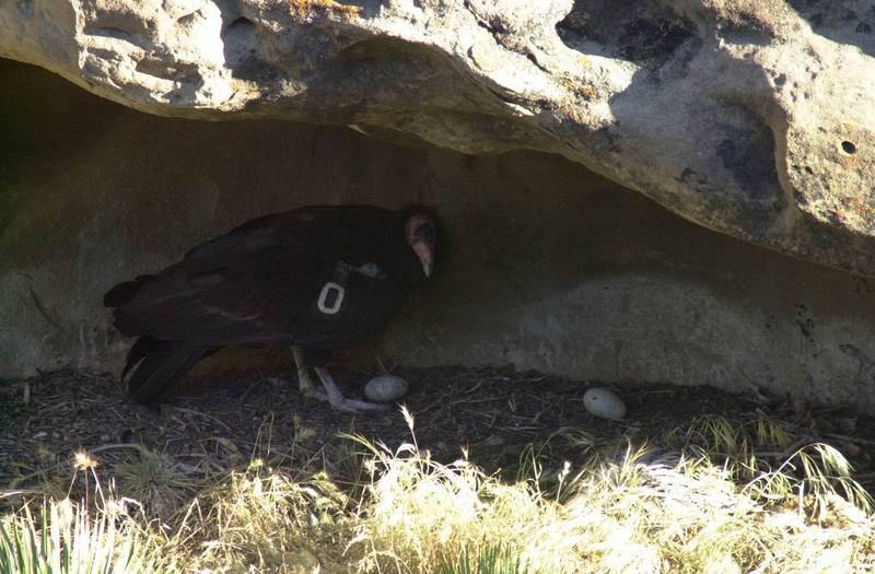 California condor (Gymnogyps californianus) {!--캘리포니아콘도르-->; DISPLAY FULL IMAGE.