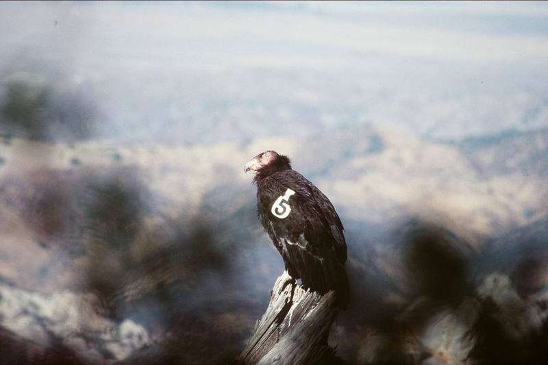 California condor (Gymnogyps californianus) {!--캘리포니아콘도르-->; DISPLAY FULL IMAGE.