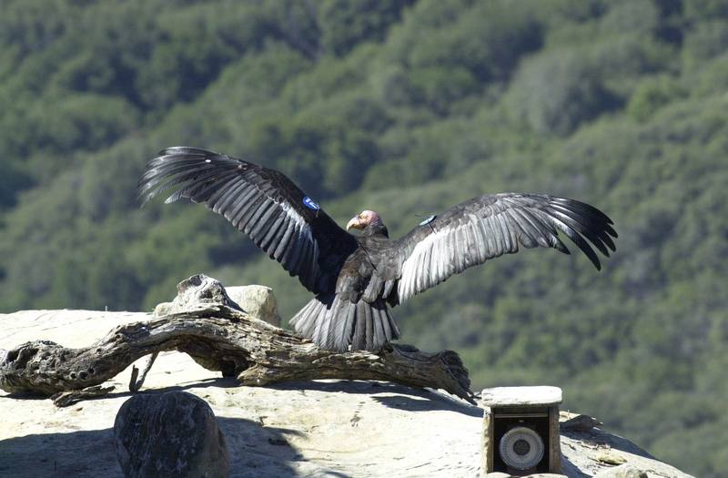 California condor (Gymnogyps californianus) {!--캘리포니아콘도르-->; DISPLAY FULL IMAGE.