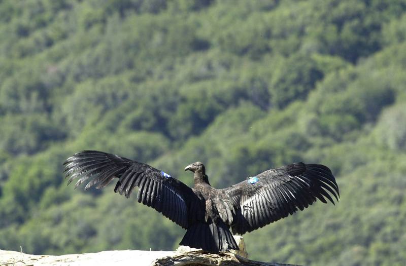 California condor (Gymnogyps californianus) {!--캘리포니아콘도르-->; DISPLAY FULL IMAGE.