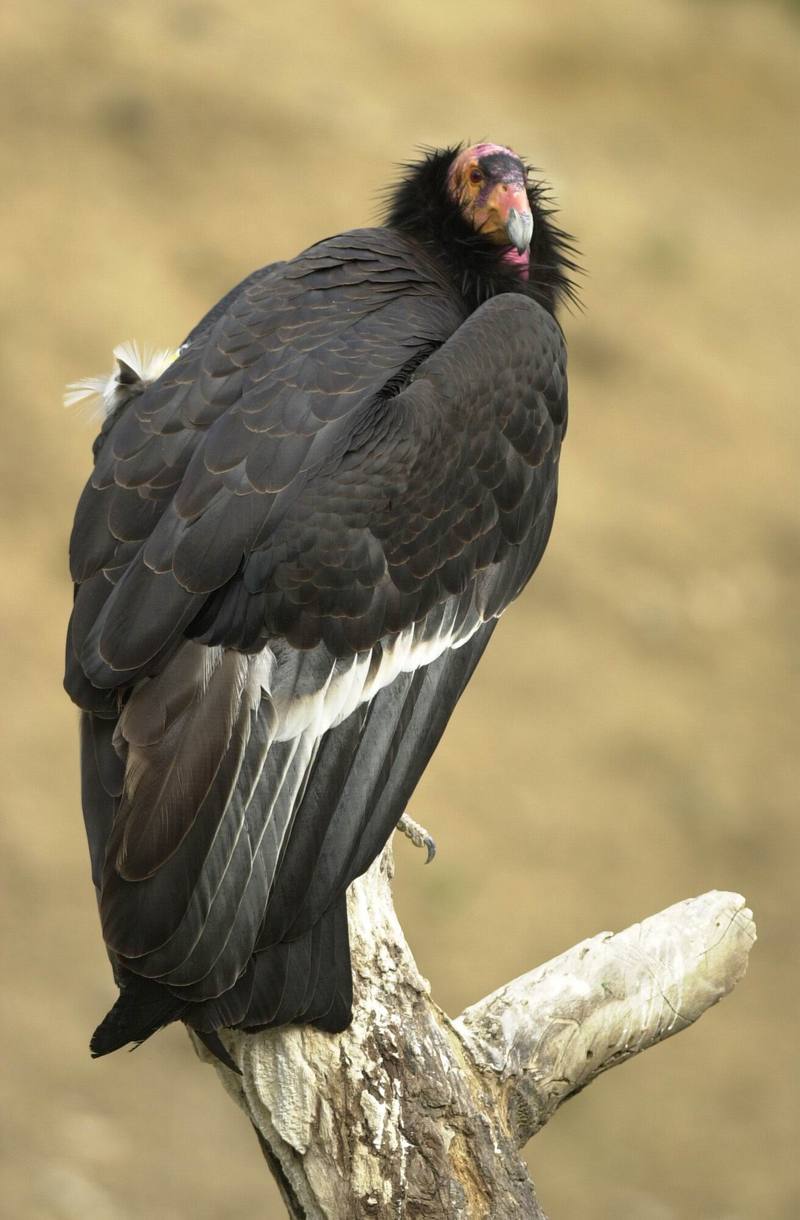 California condor (Gymnogyps californianus) {!--캘리포니아콘도르-->; DISPLAY FULL IMAGE.