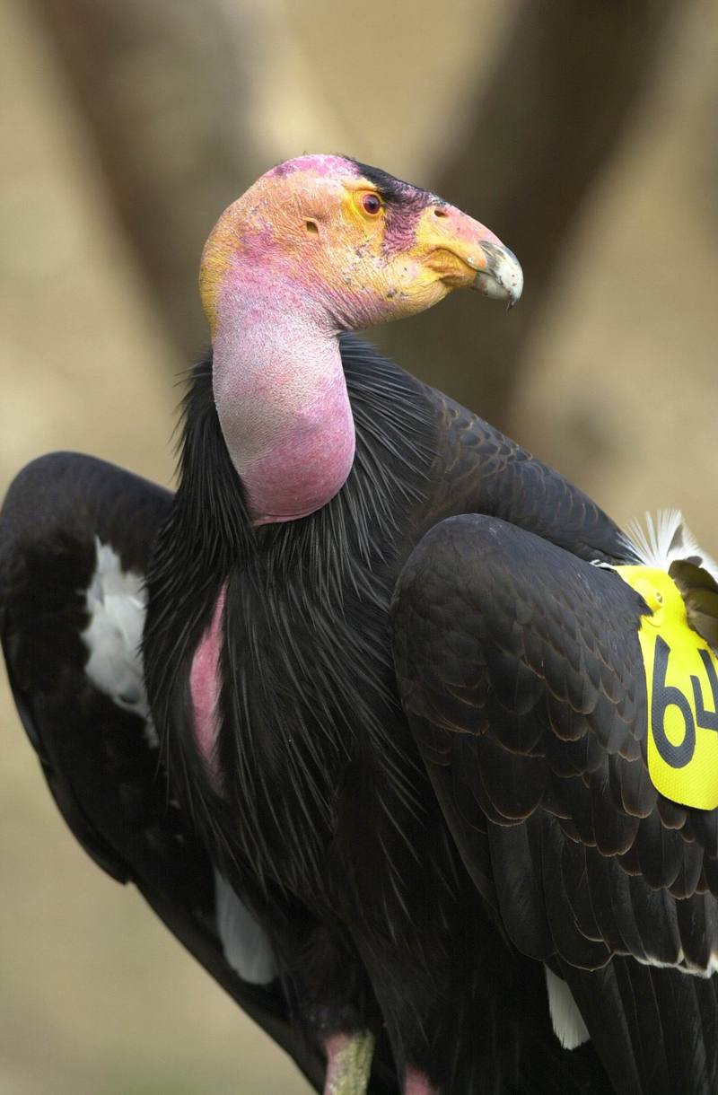 California condor (Gymnogyps californianus) {!--캘리포니아콘도르-->; DISPLAY FULL IMAGE.