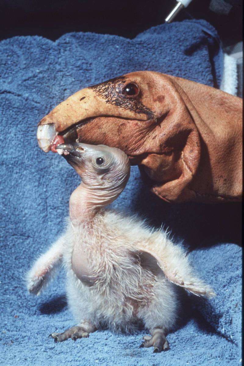 California condor chick (Gymnogyps californianus) {!--캘리포니아콘도르-->; DISPLAY FULL IMAGE.