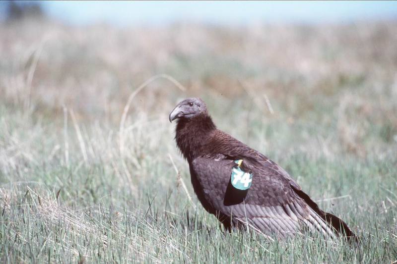 California condor juvenile (Gymnogyps californianus) {!--캘리포니아콘도르-->; DISPLAY FULL IMAGE.