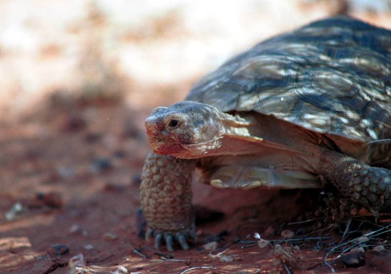 Desert Tortoise (Gopherus agassizii) {!--사막거북-->; DISPLAY FULL IMAGE.