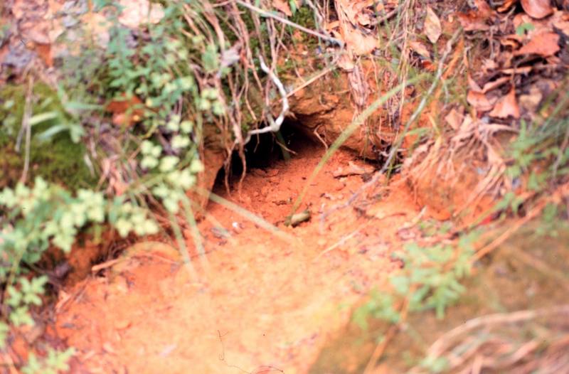 Gopher Tortoise burrow (Gopherus polyphemus) {!--뒤쥐거북(고퍼거북)-->; DISPLAY FULL IMAGE.