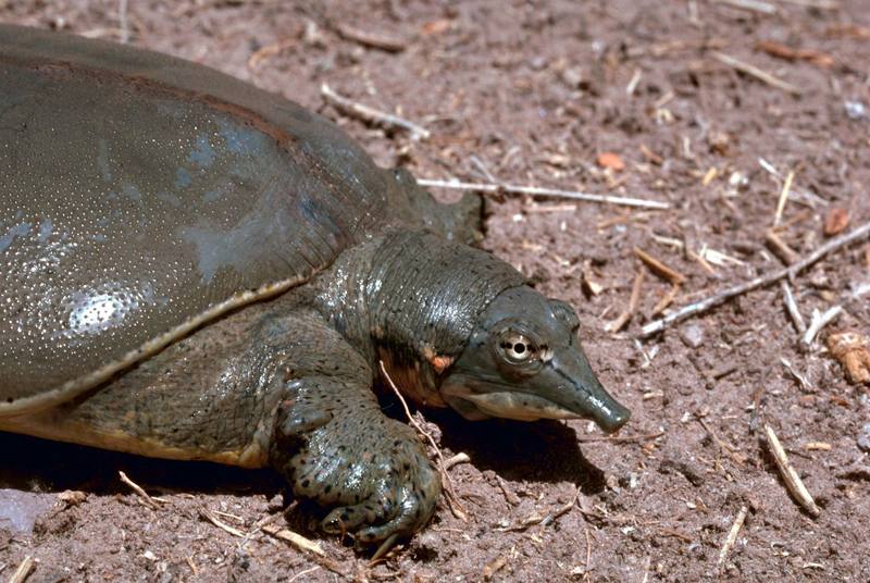 Texas Spiny Softshell Turtle (Apalone spinifera emoryi) {!--무른갑가시자라-->; DISPLAY FULL IMAGE.