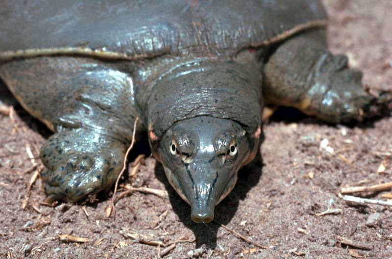 Texas Spiny Softshell Turtle (Apalone spinifera emoryi) {!--무른갑가시자라-->; DISPLAY FULL IMAGE.