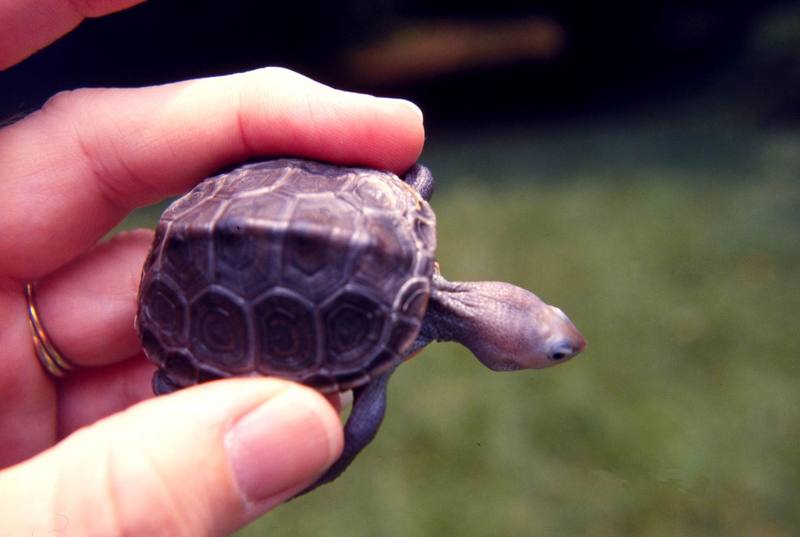 young Diamondback Terrapin (Malaclemys terrapin) {!--다이아몬드거북-->; DISPLAY FULL IMAGE.