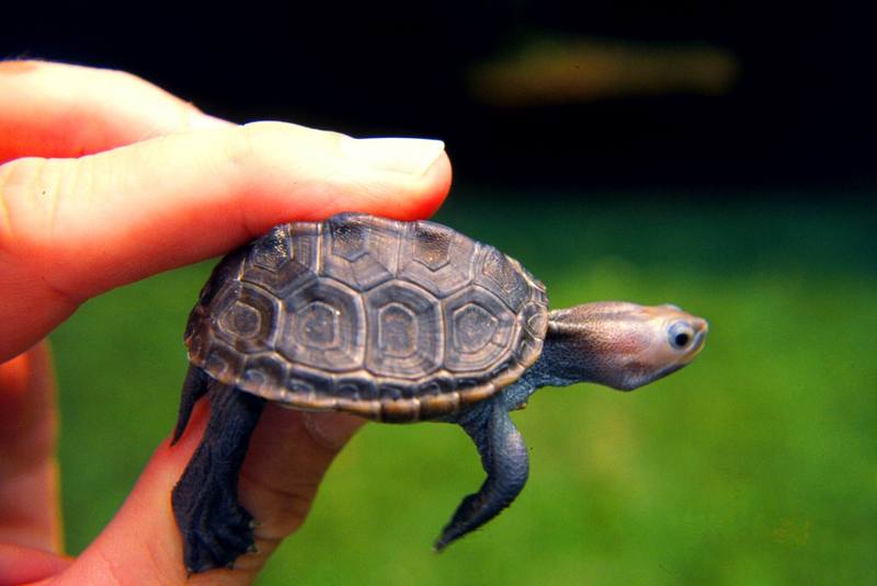 young Diamondback Terrapin (Malaclemys terrapin) {!--다이아몬드거북-->; DISPLAY FULL IMAGE.