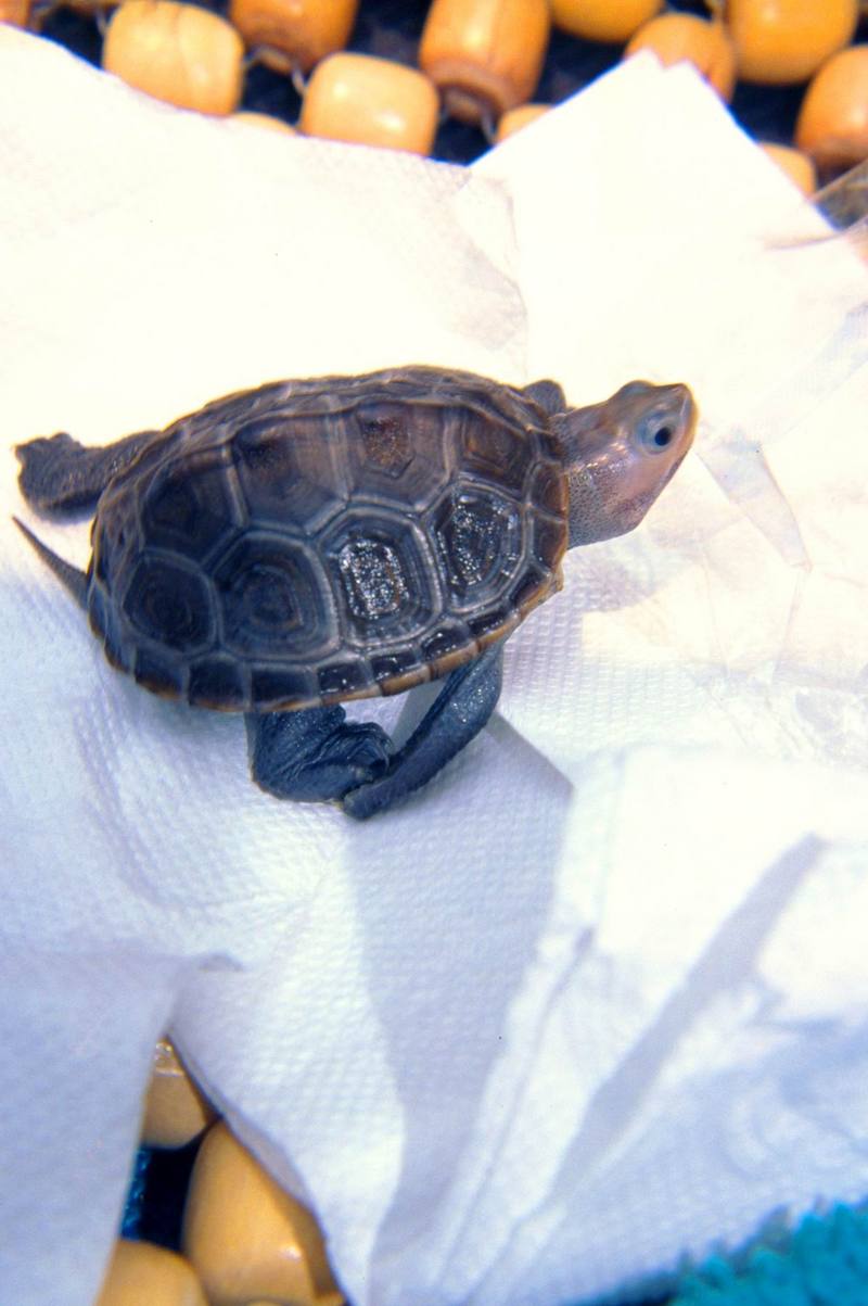 young Diamondback Terrapin (Malaclemys terrapin) {!--다이아몬드거북-->; DISPLAY FULL IMAGE.