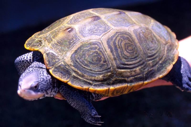 Diamondback Terrapin (Malaclemys terrapin) {!--다이아몬드거북-->; DISPLAY FULL IMAGE.