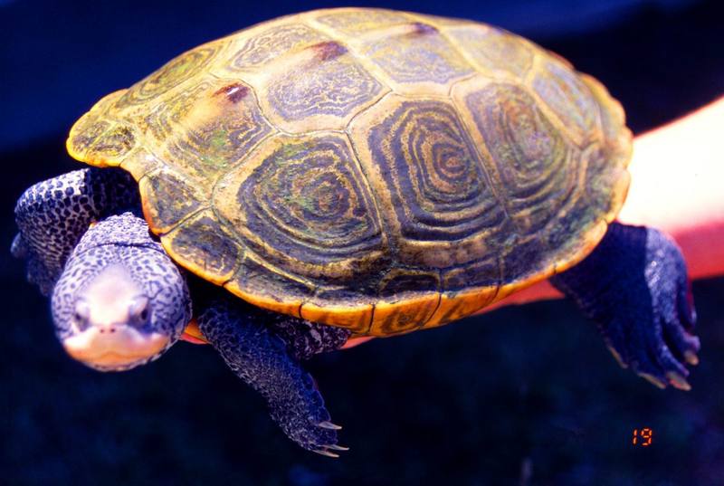Diamondback Terrapin (Malaclemys terrapin) {!--다이아몬드거북-->; DISPLAY FULL IMAGE.