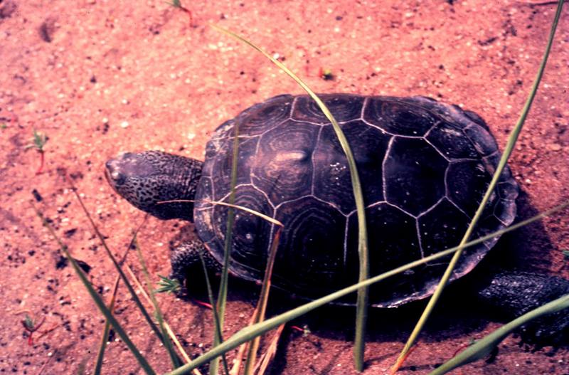 Diamondback Terrapin (Malaclemys terrapin) {!--다이아몬드거북-->; DISPLAY FULL IMAGE.