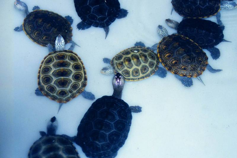 Diamondback Terrapins (Malaclemys terrapin) {!--다이아몬드거북-->; DISPLAY FULL IMAGE.