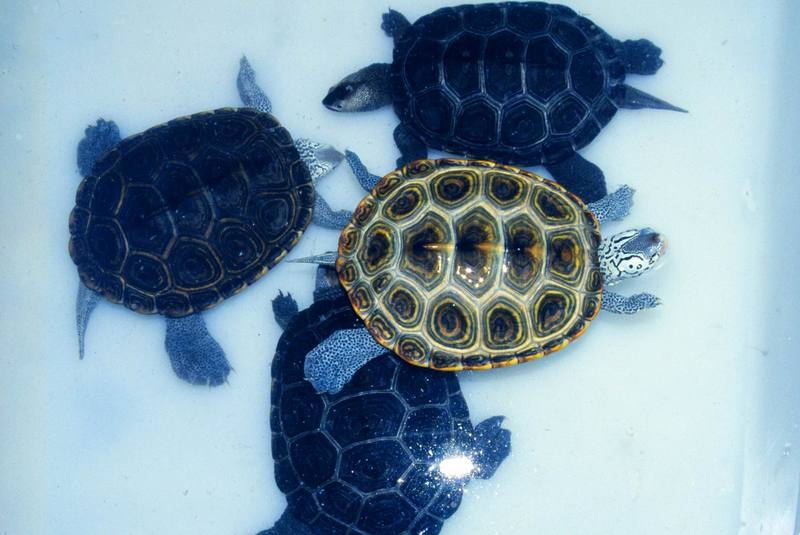 Diamondback Terrapins (Malaclemys terrapin) {!--다이아몬드거북-->; DISPLAY FULL IMAGE.