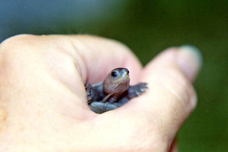 Diamondback Terrapin baby (Malaclemys terrapin) {!--다이아몬드거북-->; DISPLAY FULL IMAGE.