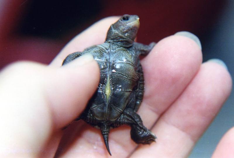Diamondback Terrapin baby (Malaclemys terrapin) {!--다이아몬드거북-->; DISPLAY FULL IMAGE.