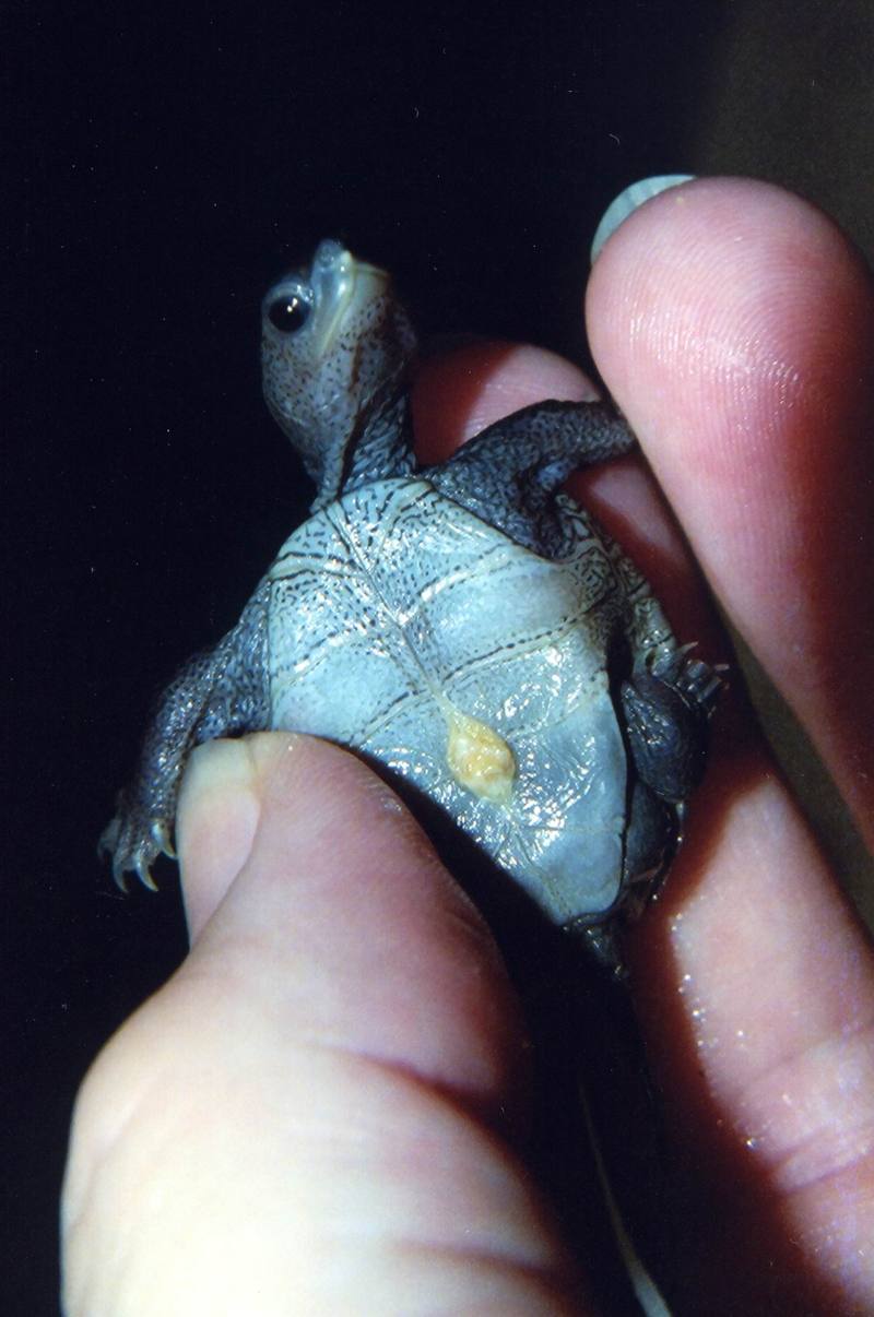 Diamondback Terrapin baby (Malaclemys terrapin) {!--다이아몬드거북-->; DISPLAY FULL IMAGE.