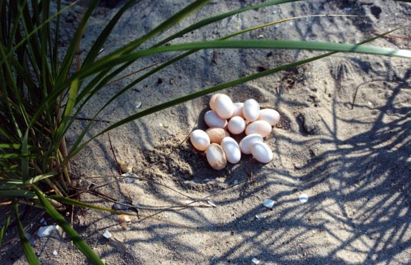 Diamondback Terrapin eggs (Malaclemys terrapin) {!--다이아몬드거북-->; DISPLAY FULL IMAGE.