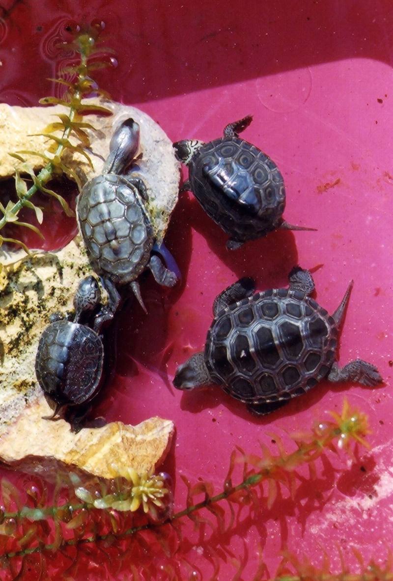 Diamondback Terrapins (Malaclemys terrapin) {!--다이아몬드거북-->; DISPLAY FULL IMAGE.