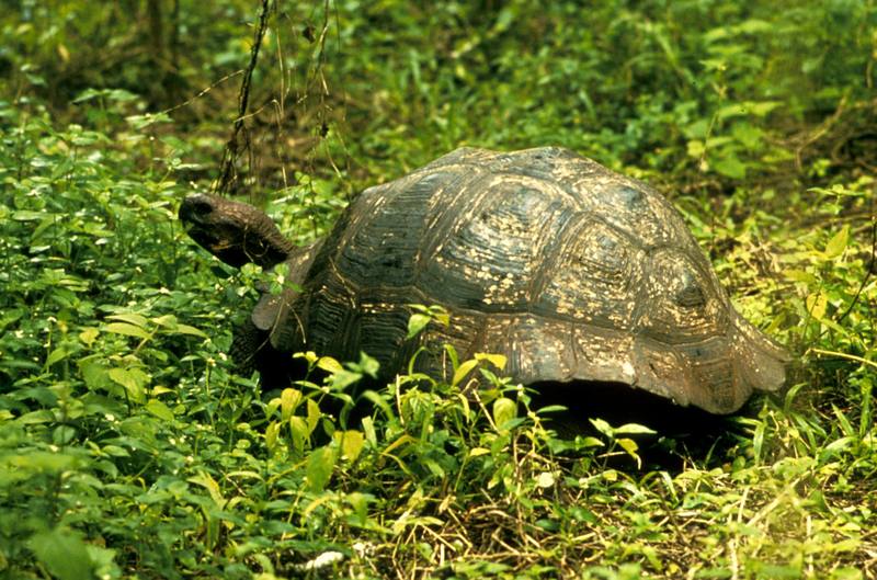 Galapagos Giant Tortoise (Geochelone nigra) {!--갈라파고스코끼리거북-->; DISPLAY FULL IMAGE.